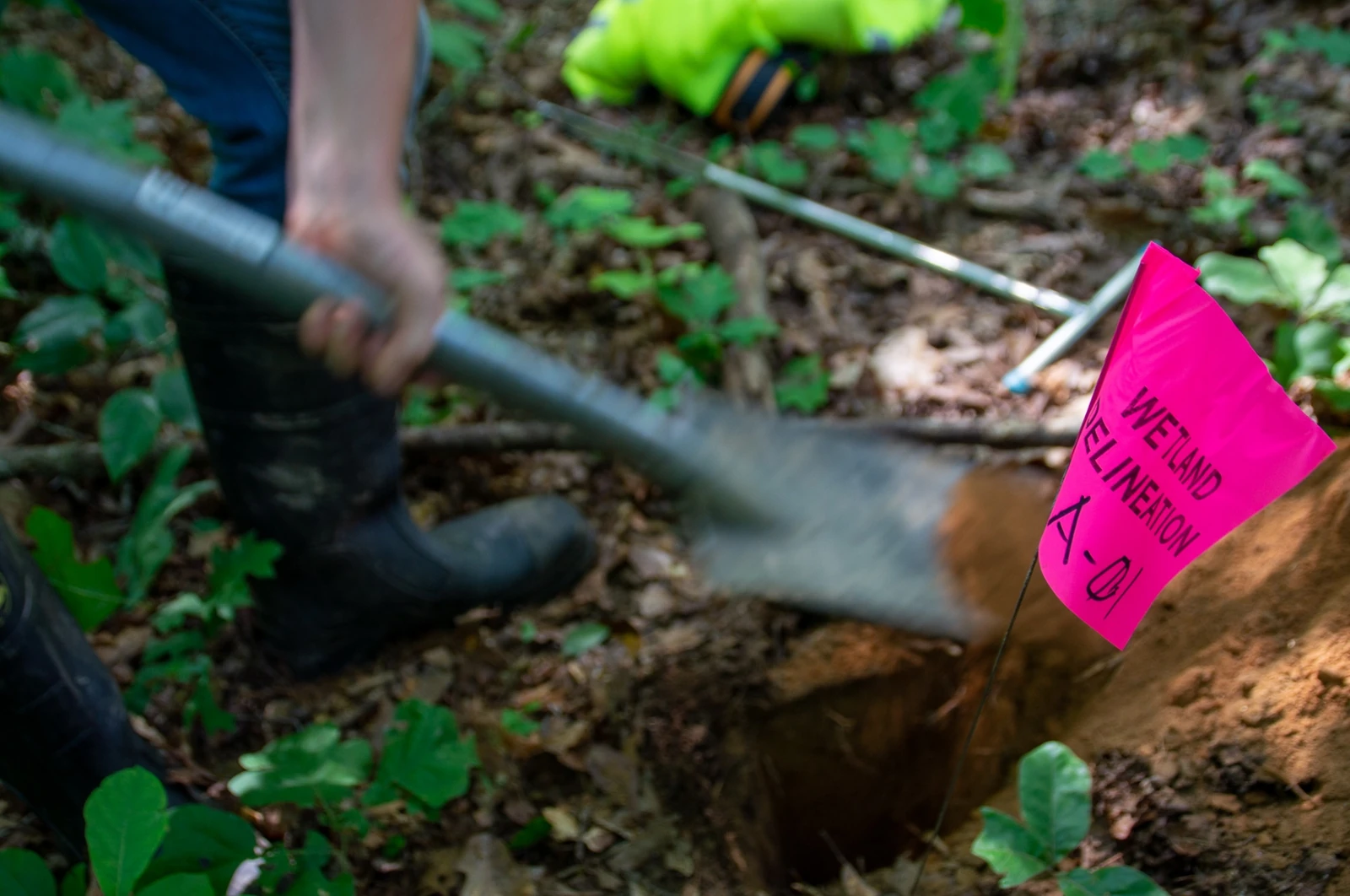 Pink wetland delineation flag staked in the ground marking a survey point